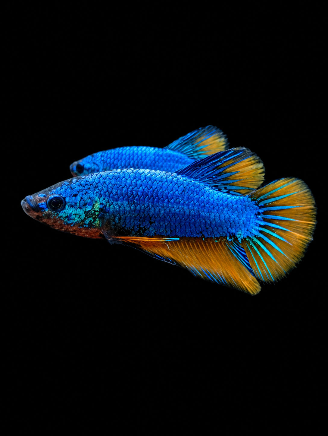 Betta plakat
